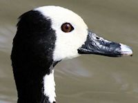 White-Faced Whistling Duck (Head, Bill & Eyes) - pic by Nigel Key